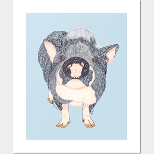 POT BELLIED PIG Posters and Art